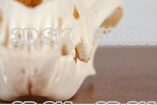 Skull photo reference 0023